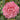 Carter's Sunburst Camellia - Monrovia