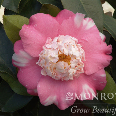 Chandleri Elegans Variegated Camellia - Monrovia