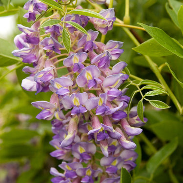 Blue Moon Kentucky Wisteria - Monrovia
