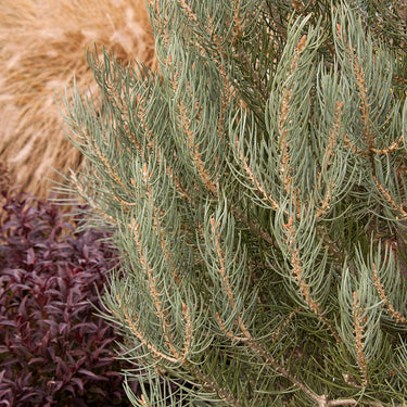 Singleleaf Pinyon - Monrovia