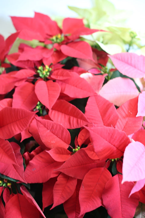 Poinsettia Trio – Red, Pink & White