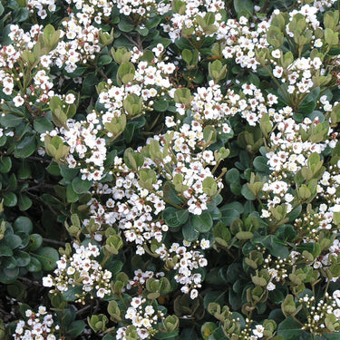 Georgia Petite Indian Hawthorn - Monrovia