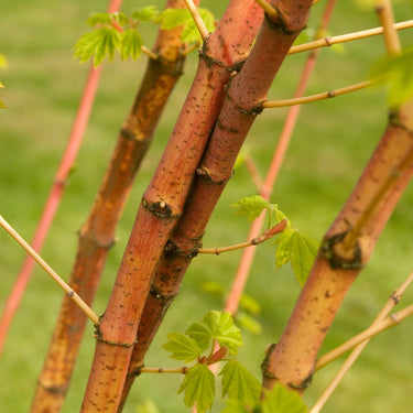 Pacific Fire Vine Maple - Monrovia