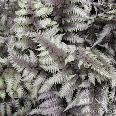 Regal Red Japanese Painted Fern - Monrovia
