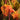 Tropicanna® Canna - Monrovia