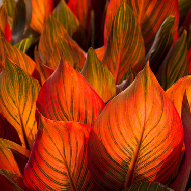 Tropicanna® Canna - Monrovia