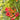 Balboa Sunset® Trumpet Vine - Monrovia