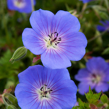 Rozanne Cranesbill - Monrovia