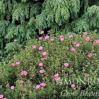Purple Rock Rose - Monrovia
