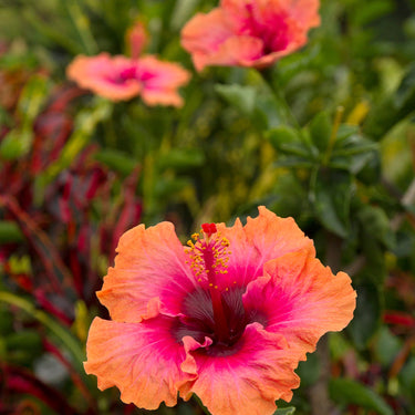 Erin Rachel Hibiscus - Monrovia