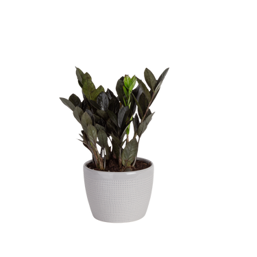 Raven ZZ Plant