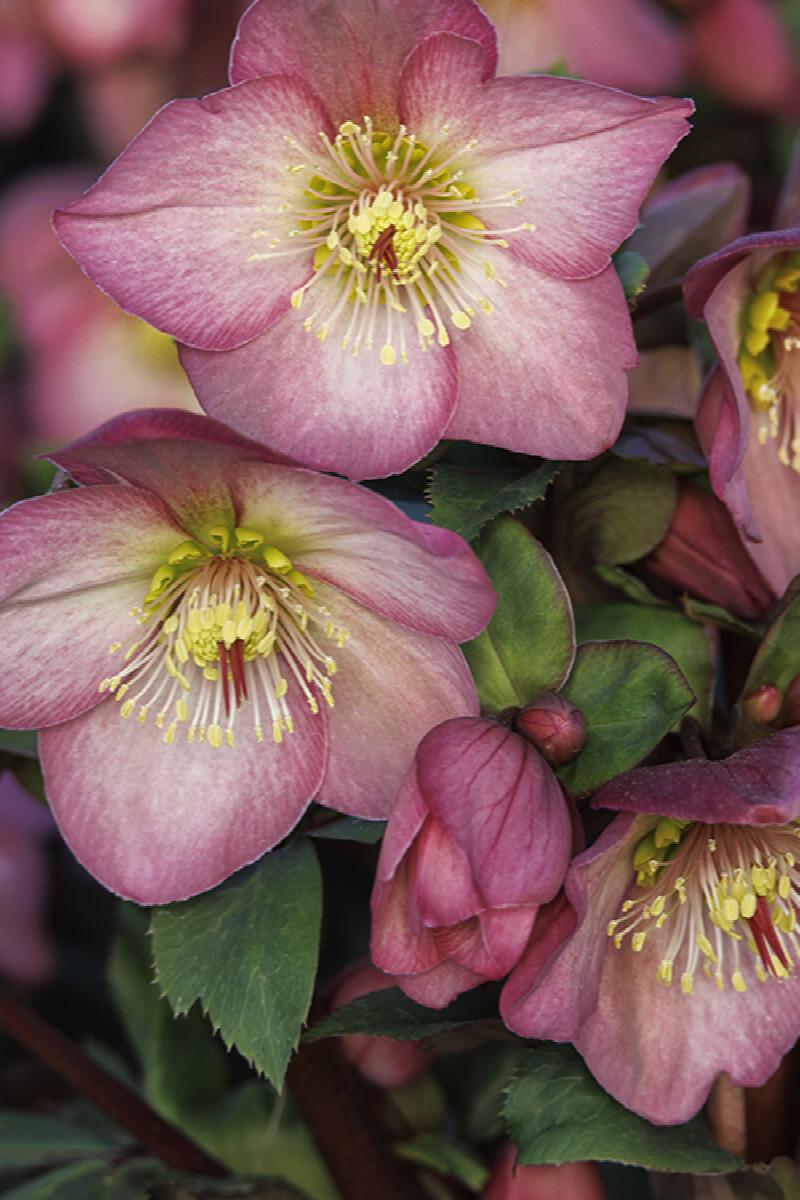 Ice N' Roses Rosado Hellebore - Thumbnail 3