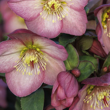 Ice N' Roses® Rose Hellebore - Monrovia