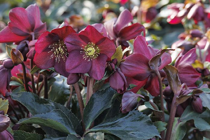 Ice N' Roses Rosado Hellebore - Thumbnail 5