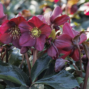 Ice N' Roses® Red Hellebore - Monrovia