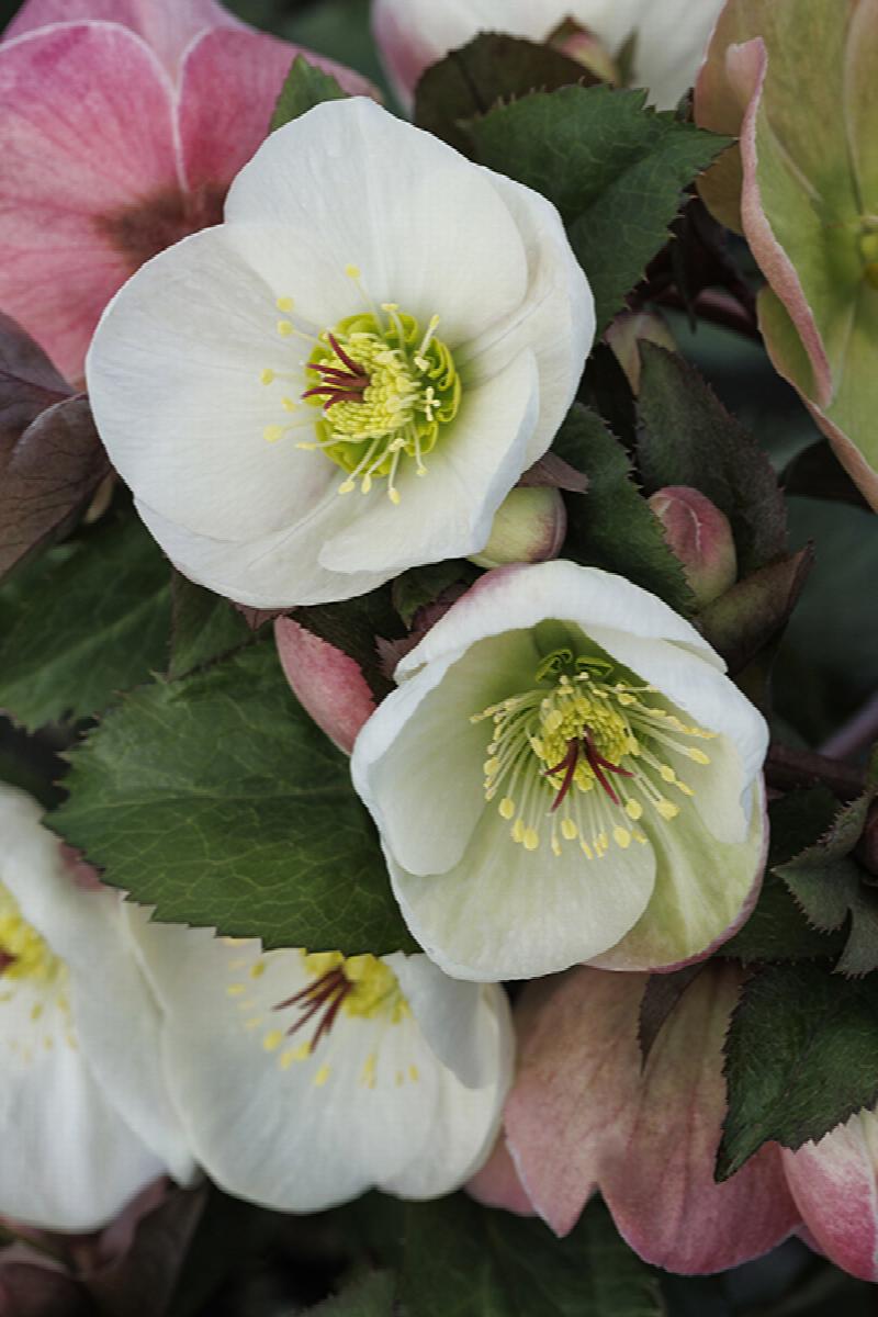 Ice N' Roses Bianco Hellebore