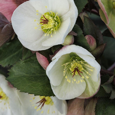 Ice N' Roses® Bianco Hellebore - Monrovia