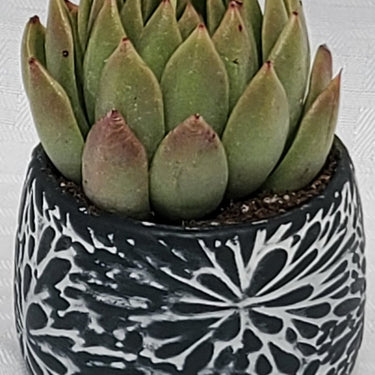 Black and White Flower Pot With Succulents