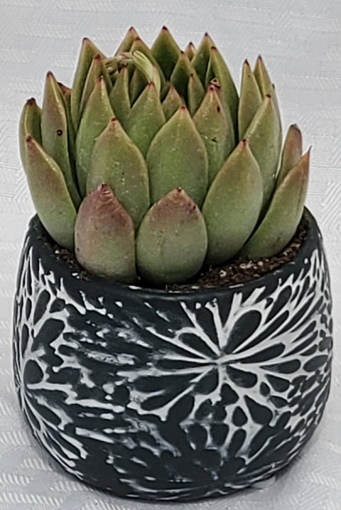 Black and White Flower Pot With Succulents