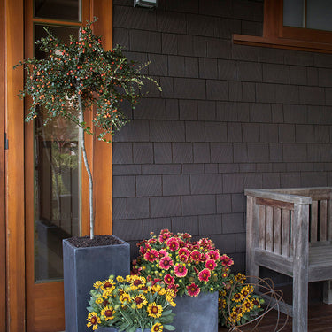 Cranberry Cotoneaster - Monrovia