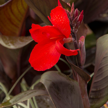 Tropicanna® Black Canna - Monrovia