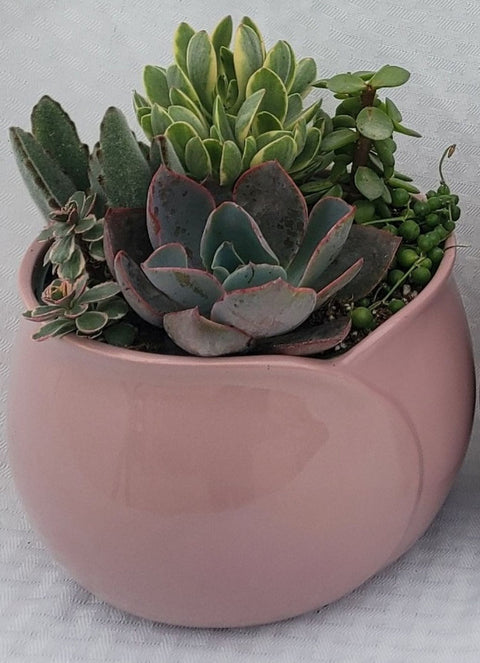 Flower Petal Planter Light Pink With Succulents -  6 Inch