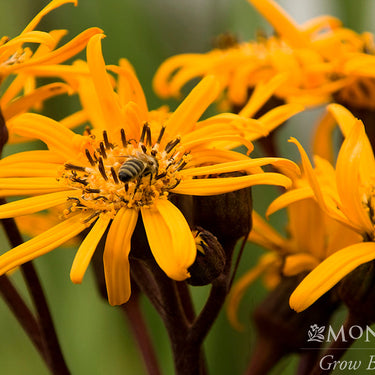 Britt-Marie Crawford Ligularia - Monrovia