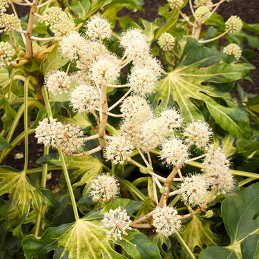 Camouflage® Variegated Japanese Aralia - Monrovia