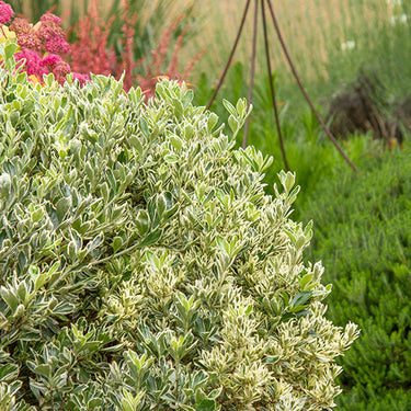 Silver Princess™ Boxleaf Euonymus - Monrovia