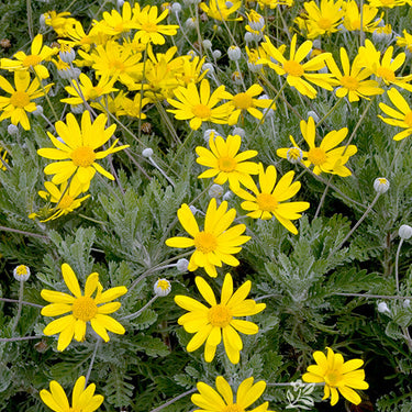 Dwarf Euryops - Monrovia