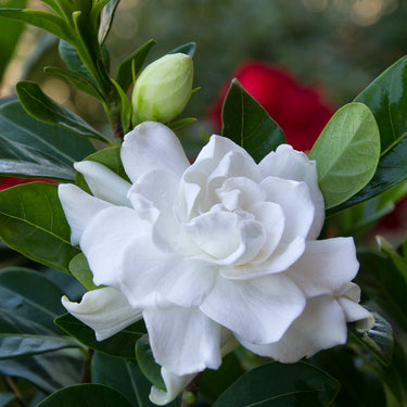 Everblooming Gardenia - Monrovia