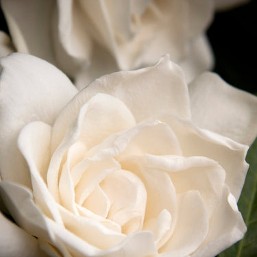 Everblooming Gardenia (Grafted) - Monrovia