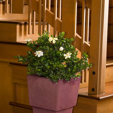 White Gem Gardenia - Monrovia