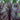 Burgundy Spire™ Cordyline - Monrovia