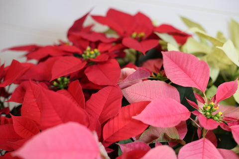 Poinsettia Trio – Red, Pink & White