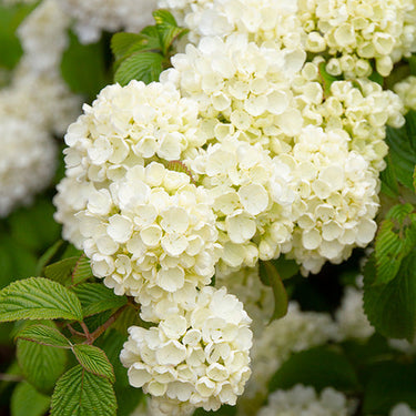 Popcorn Viburnum - Monrovia
