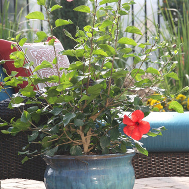 Brilliant Hibiscus - Monrovia