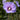 Chateau® de Versailles Rose of Sharon - Monrovia