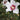 Chateau® de Chantilly Rose of Sharon - Monrovia