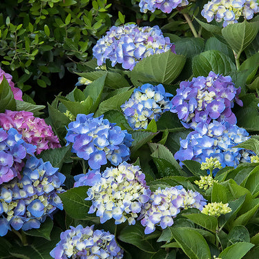 Seaside Serenade® Cape Cod Hydrangea - Monrovia
