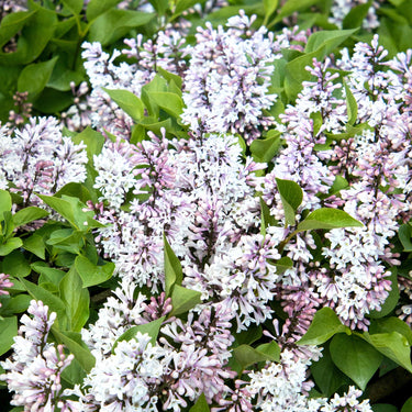 Little Darling® Lilac - Monrovia