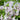 Little Darling® Lilac - Monrovia