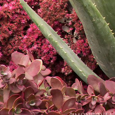SunSparkler® Firecracker Sedum - Monrovia