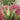 SunSparkler® Firecracker Sedum - Monrovia