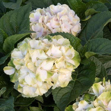 Seaside Serenade® Cape Lookout Hydrangea - Monrovia