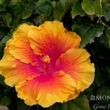 The Path Hibiscus - Monrovia