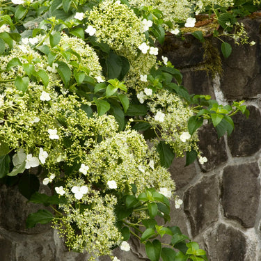Climbing Hydrangea - Monrovia