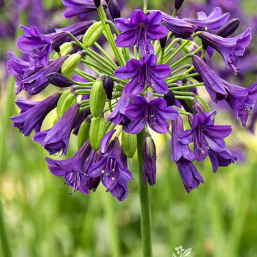 Purple Potion® Agapanthus - Monrovia