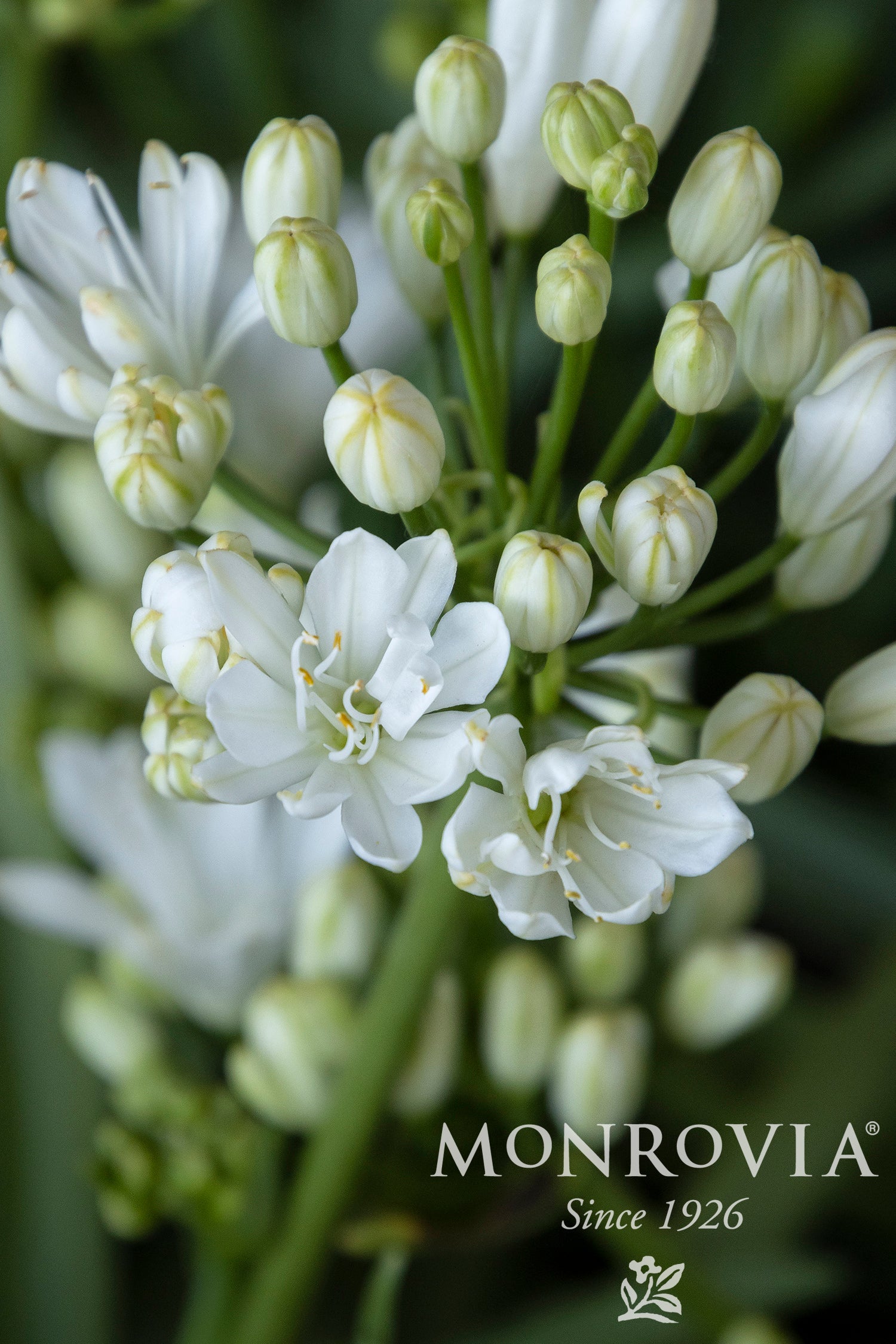 Agapanthus Double Diamond