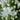 Double Diamond Agapanthus - Monrovia